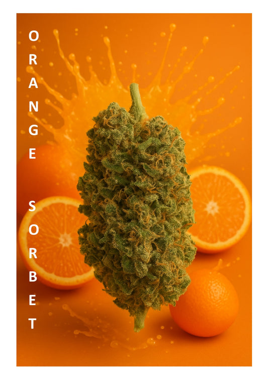 Orange Sorbet CBD - Fleur Prenium Hydroponique