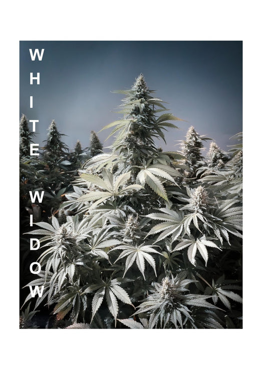 White Widow CBD